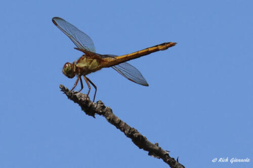 Dragonfly