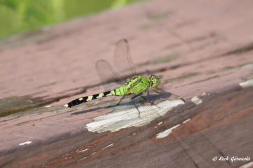 Dragonfly on a fence