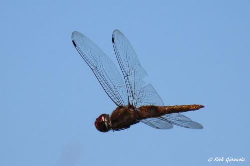 Dragonfly hovering into the wind