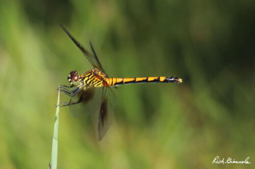 Dragonfly sticking to the vegetation