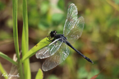 Dragonfly sticking to the vegetation