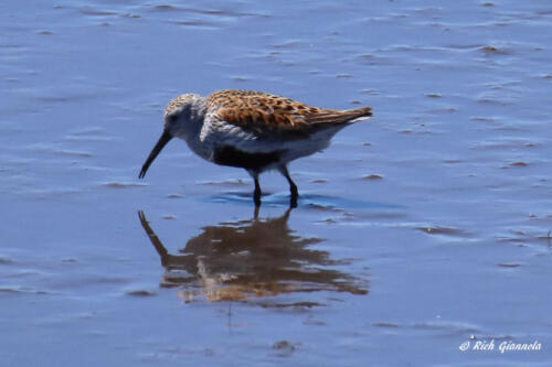 A Dunlin with its black belly coming back