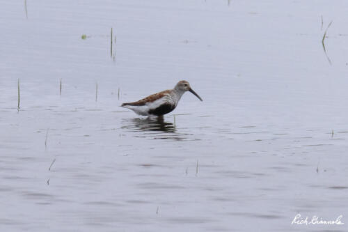 Dunlin in summer plumage