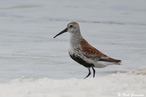 Dunlin