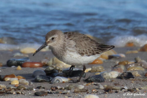 Dunlin