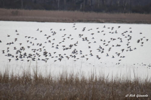 Flock of Dunlins