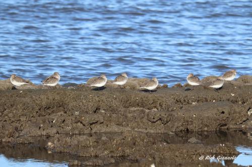 Dunlins