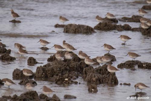 Dunlins