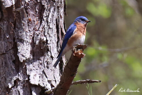 Eastern Bluebird perching