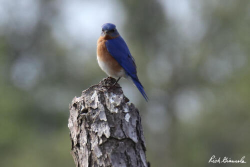 Eastern Bluebird on top of a stump