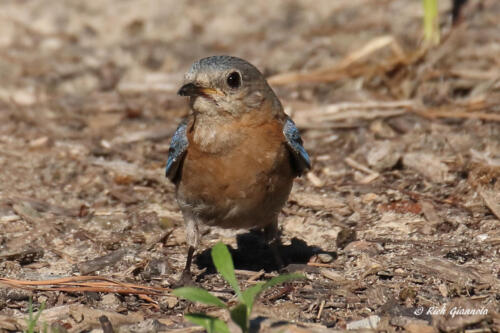 A female Eastern Bluebird looking for food