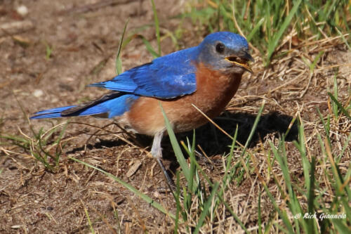 A male Eastern Bluebird just grabbed an insect