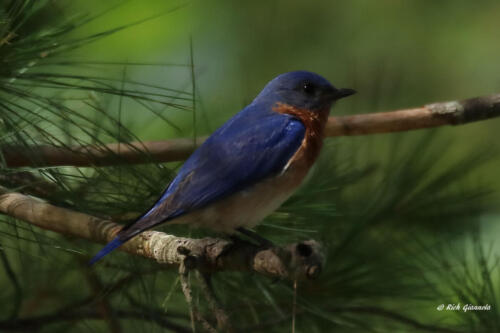 A pretty male Eastern Bluebird