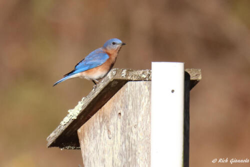 A male Eastern Bluebird