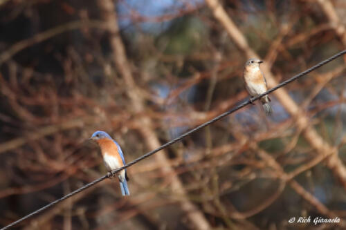 Eastern Bluebird pair