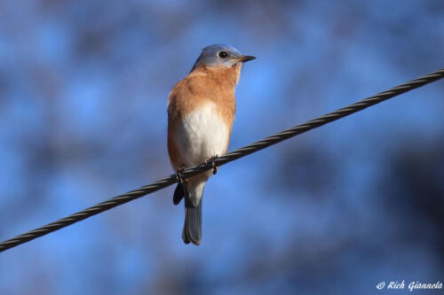 Eastern Bluebird