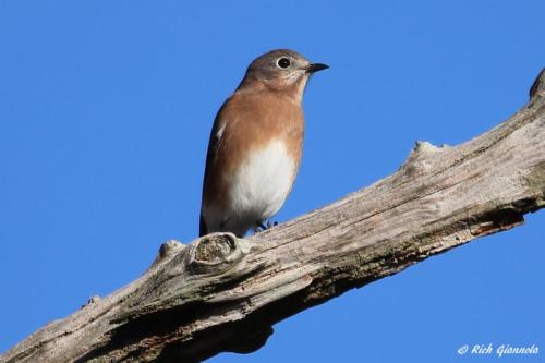 Eastern Bluebird