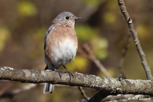 Eastern Bluebird