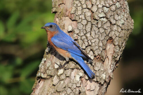 Eastern Bluebird clinging to our tree