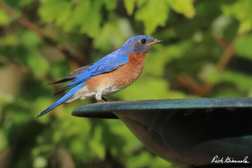 Eastern Bluebird on our birdbath