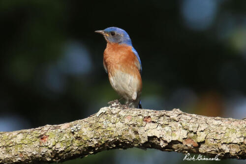 Eastern Bluebird chilling out