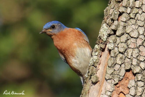 Eastern Bluebird peeking around the tree