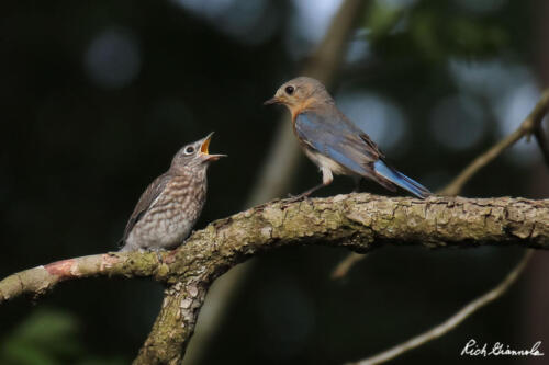 Young Eastern Bluebird asking mom for food