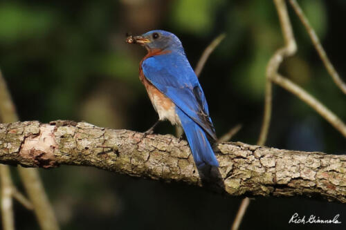 Eastern Bluebird with food for its youngsters