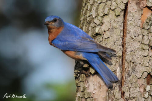 Eastern Bluebird clinging to our tree