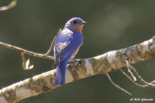 Eastern Bluebird