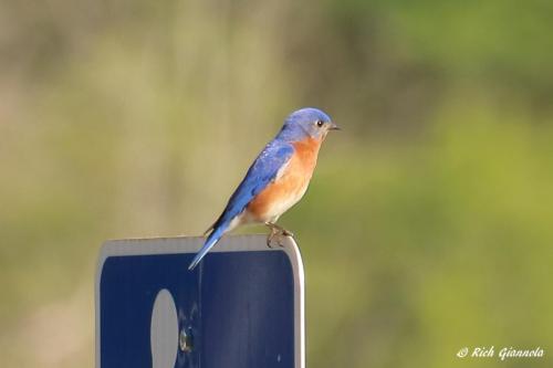 Eastern Bluebird