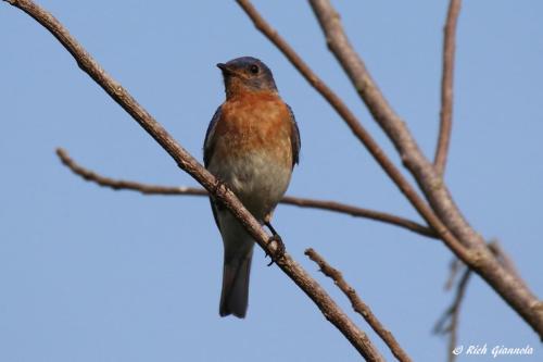 Eastern Bluebird