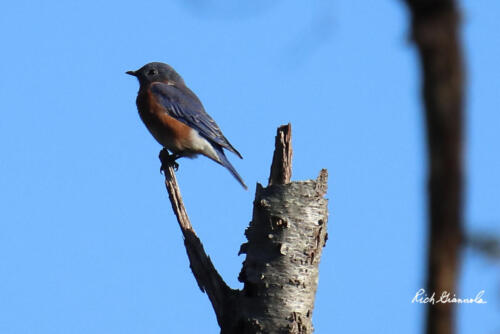 Eastern Bluebird perched high