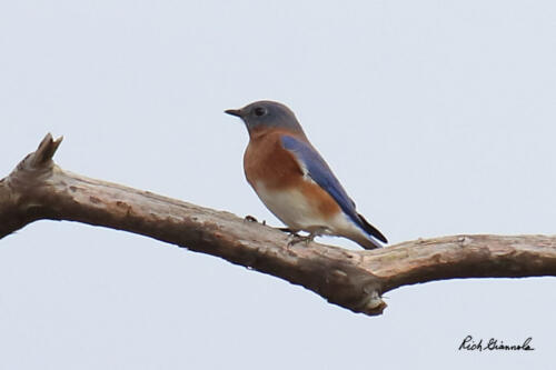 Eastern Bluebird perched on a tree branch