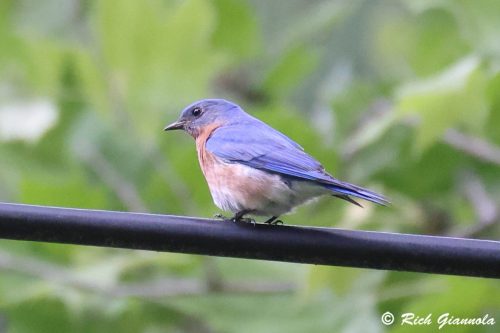 Eastern Bluebird