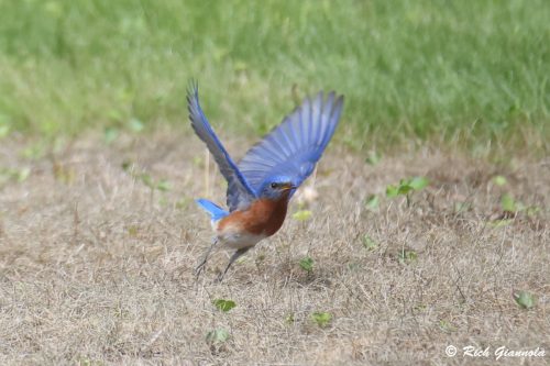 Eastern Bluebird