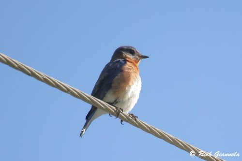 Eastern Bluebird