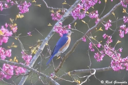 Eastern Bluebird