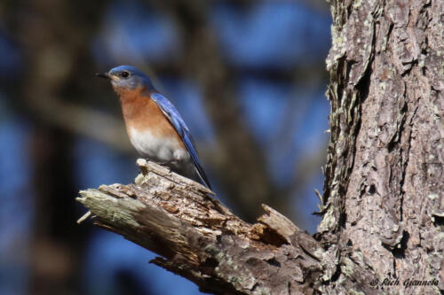 Eastern Bluebird resting up