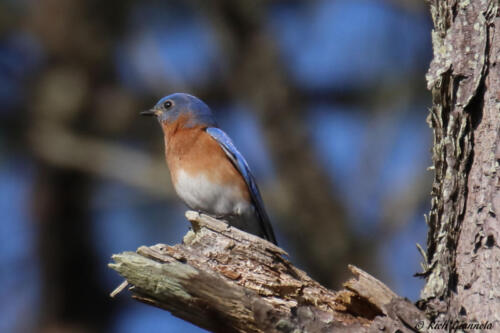 Eastern Bluebird resting up