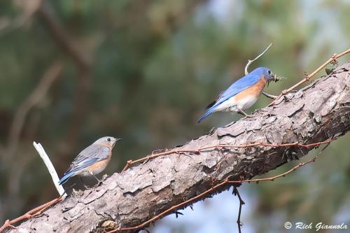 Eastern Bluebirds