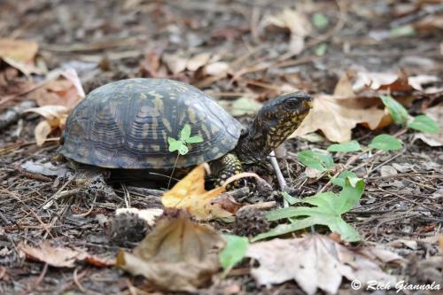 Eastern Box Turtle