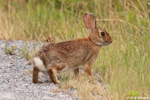 Eastern Cottontail