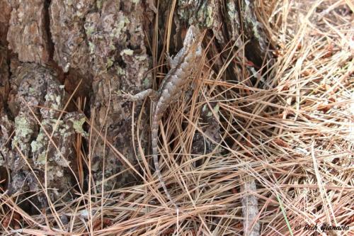 Eastern Fence Lizard