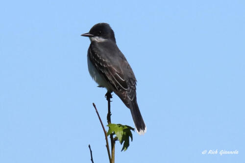 A majestic-looking Eastern Kingbird