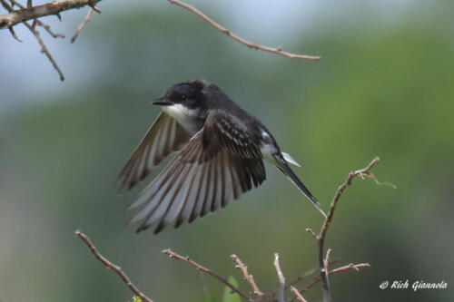 An Eastern Kingbird leaving its perch