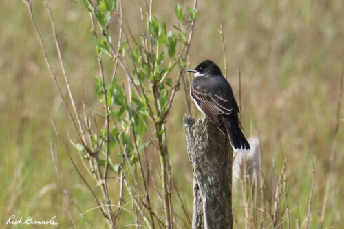 Eastern Kingbird on a stump