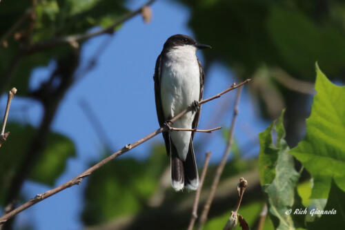 An Eastern Kingbird on the lookout