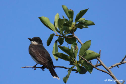 An Eastern Kingbird in a nice pose