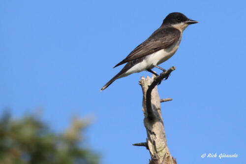 Eastern Kingbird on a high perch